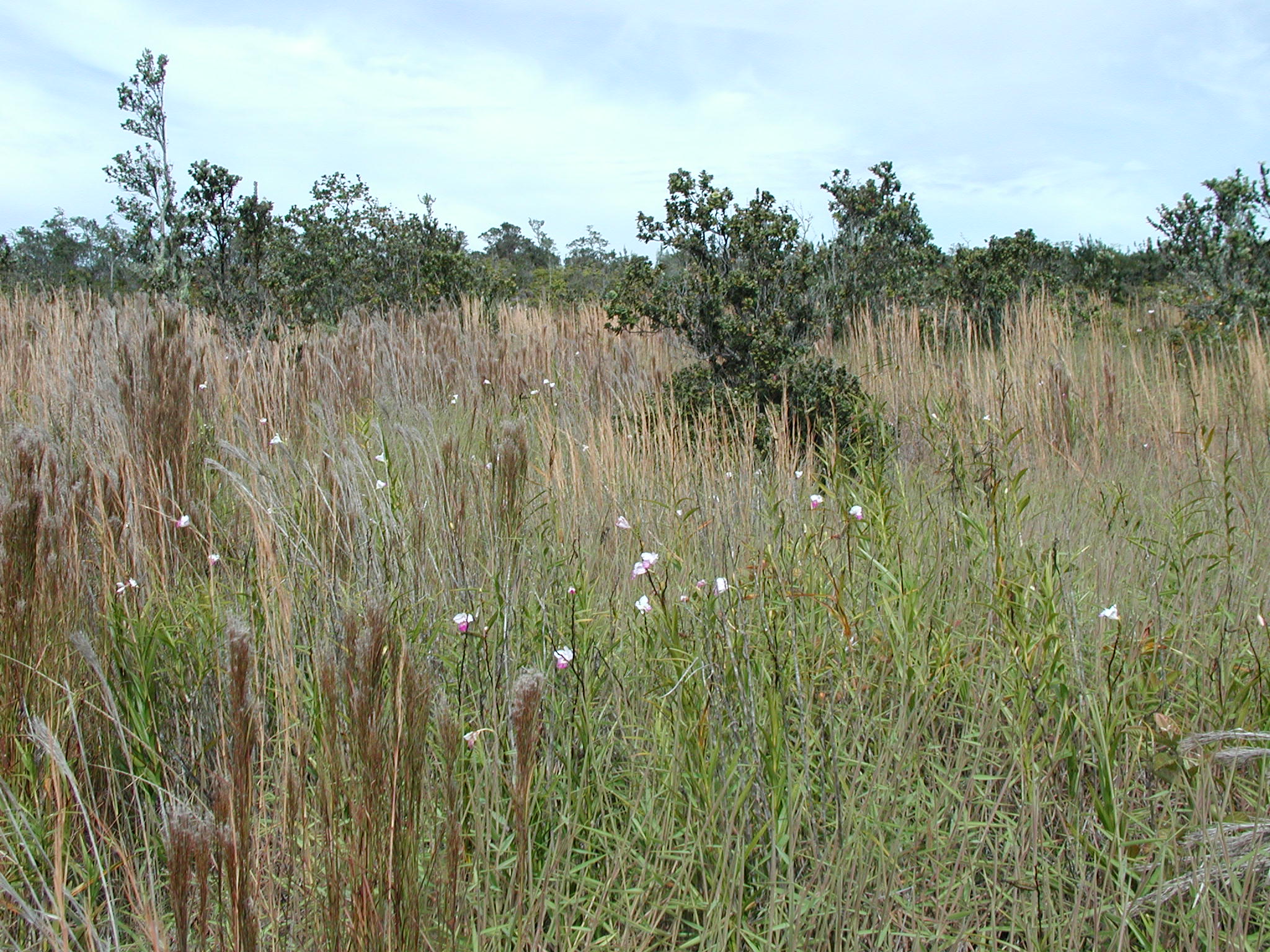 Wild orchids