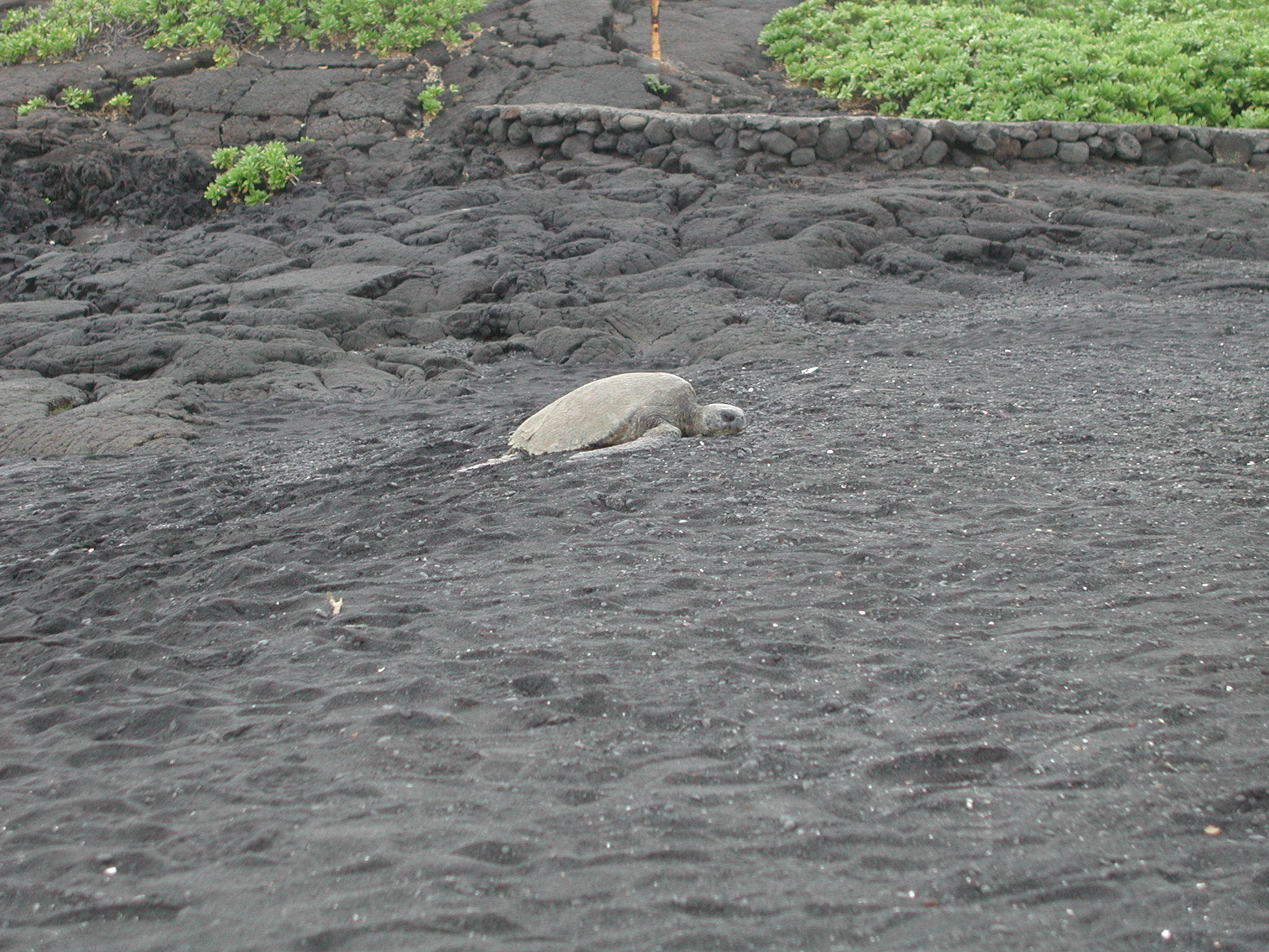 A turtle at the black sand beach