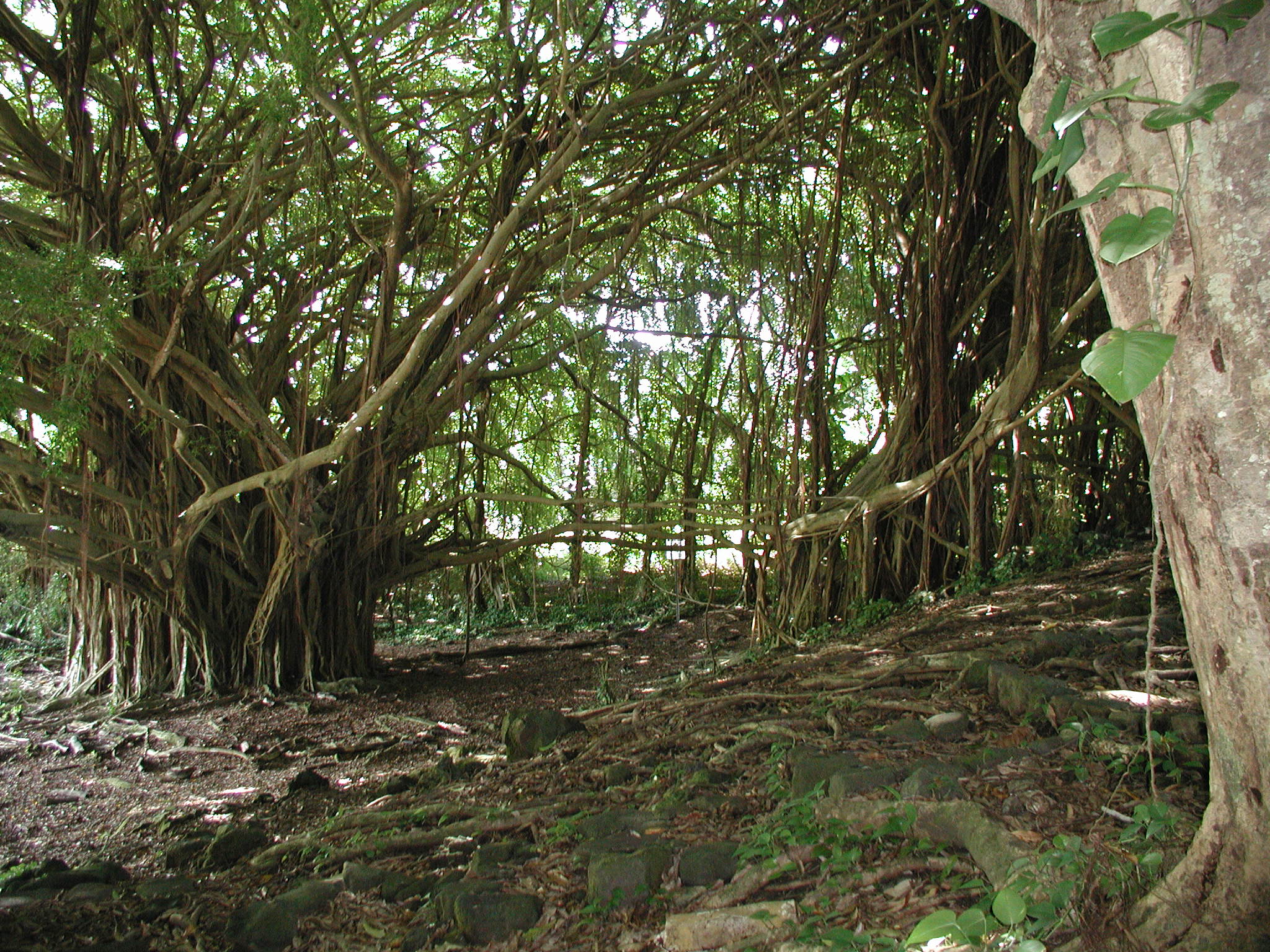 Under the canopy