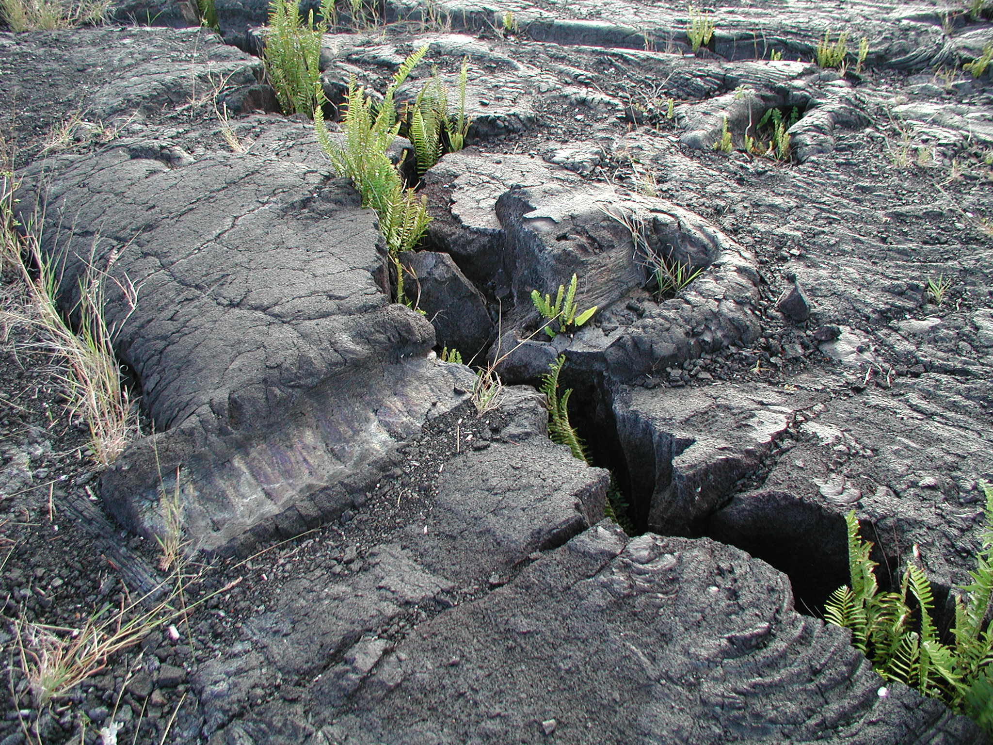 A tree fell here when the lava approached