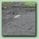 [A turtle at the black sand beach]